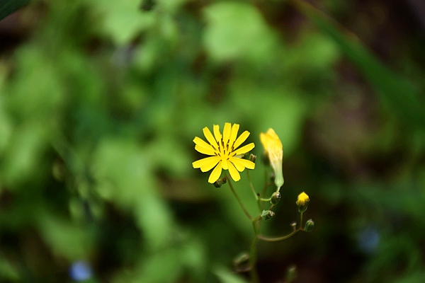 无缝内衣机未来市场预测